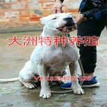 一般三个月的杜高犬多少钱一只纯种杜高犬价格图片1