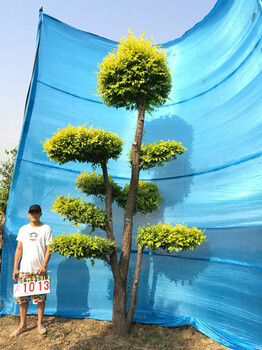 金叶榆造型树/树的造型设计/树造型/城市园林绿化树种/公园景观树