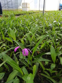 貴州200畝白芨種苗地