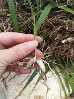 紫花三叉白芨馴化種苗