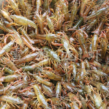 温州淡水小龙虾养殖