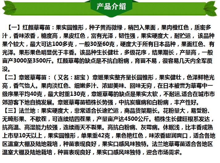 甘孜天仙醉草莓苗-天仙醉草莓苗多少錢