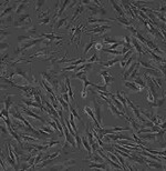 MLTC-1复苏传代细胞株哪提供图片4