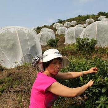 脐橙种植防虫网覆盖果园果树40-60目网子好用