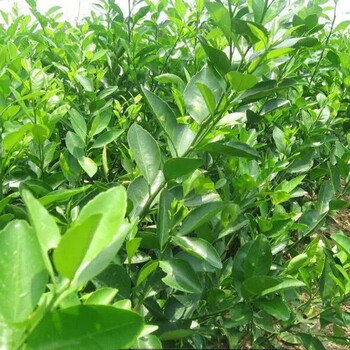 桂花苗廣西桂花苗陽(yáng)朔桂花苗