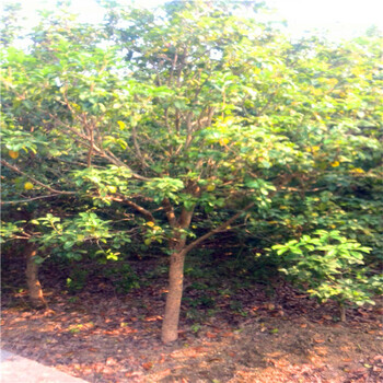 10公分桂花樹，廣西桂花苗圃基地