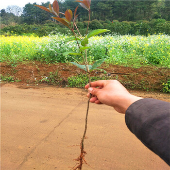 遵义桂花树价格