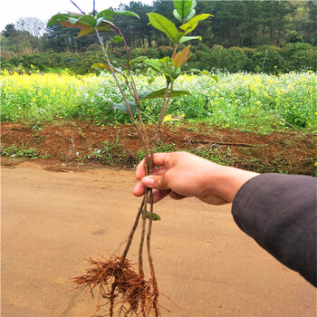 合肥桂花树价格