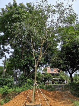 濰坊冬青樹(shù)苗聯(lián)系電話