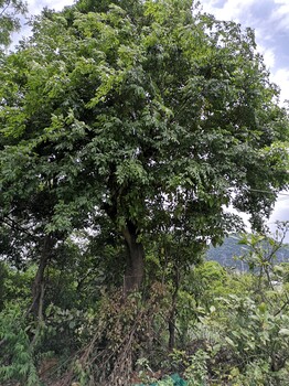 南充樸樹基地