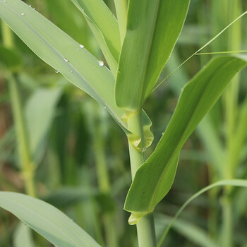 供應(yīng)綠洲一號(hào)牧草種苗