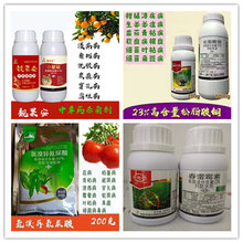 柑橘溃疡病砂皮病沃柑溃疡病农药图片