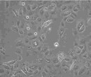 HEC-1-A复苏传代细胞株哪提供图片