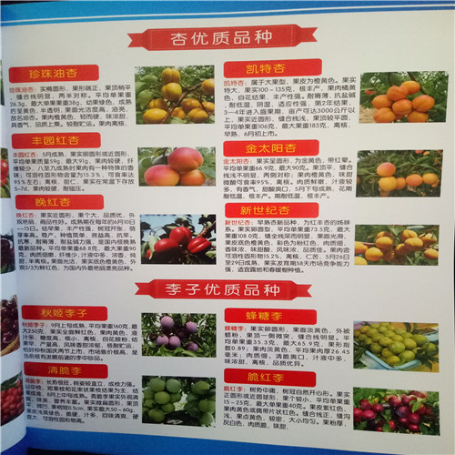 紅杏樹苗批發(fā)、白杏苗多少錢一棵