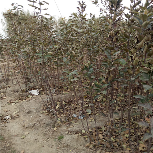 鲁丽苹果树苗厂家,鲁丽苹果树苗批发价