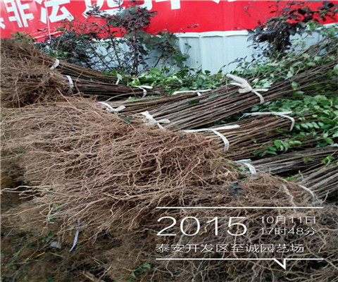 花椒苗价格2018年花椒苗