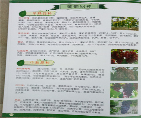 三年矮化蘋果苗價(jià)格賣多少錢一棵、矮化蘋果苗裝車價(jià)格