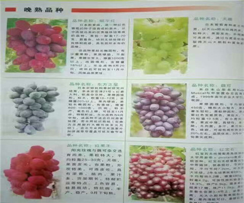 三年矮化蘋果苗價(jià)格賣多少錢一棵、矮化蘋果苗裝車價(jià)格