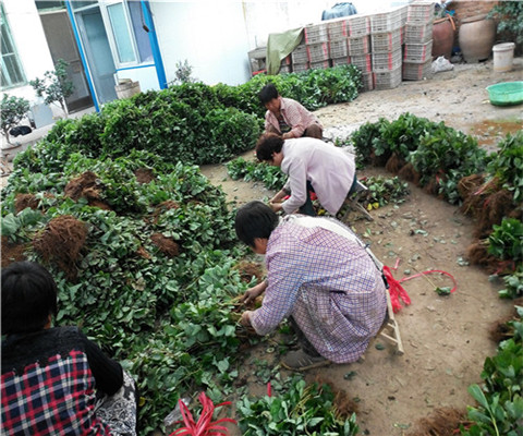 脱毒甜宝草莓苗哪里有、甜宝草莓苗每日价格