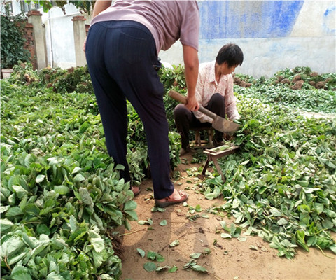 章姬草莓苗批发价格、雪蜜草莓苗怎么种植