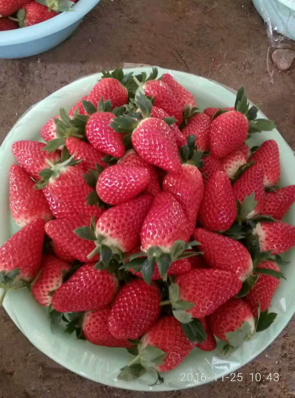 四季草莓苗多少钱一株、四季草莓苗价格与报价