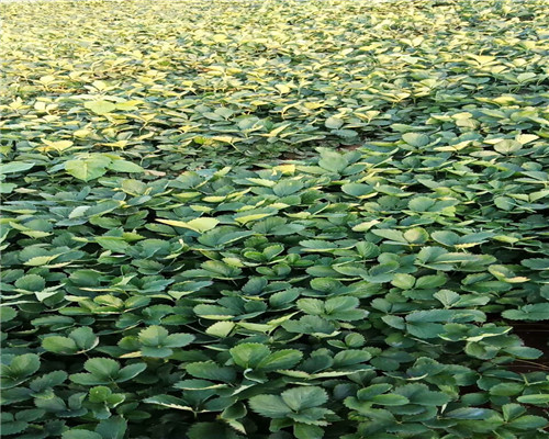 奶油草莓苗推荐资讯