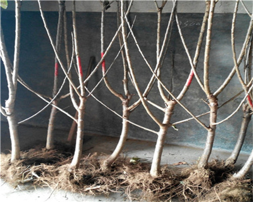 蘭丁1號(hào)小苗代理、蘭丁1號(hào)小苗廠家