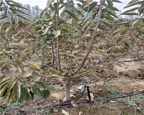 牛奶草莓苗，牛奶草莓苗價格，牛奶草莓苗基地