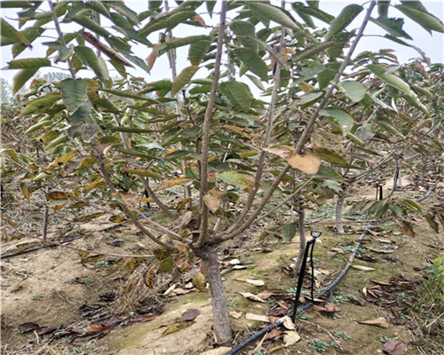 蘭丁1號(hào)小苗代理、蘭丁1號(hào)小苗廠家