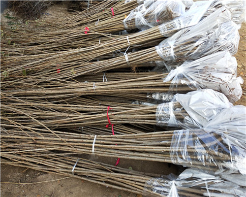 甜查理草莓苗行情價格、甜查理草莓苗的價格
