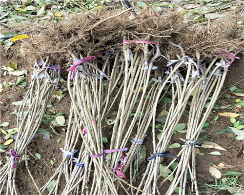 天仙醉草莓苗價格與報價、天仙醉草莓苗市場價格