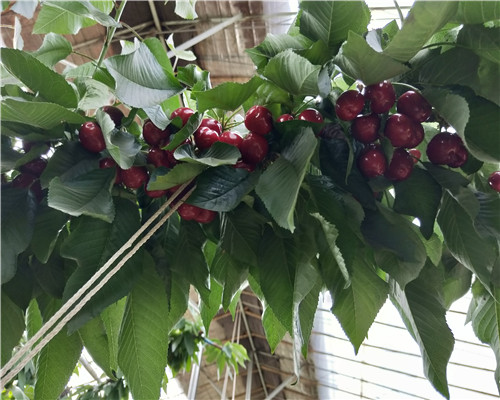 白草莓苗、白草莓苗哪里買