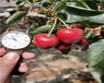 天仙醉草莓苗价格与报价、天仙醉草莓苗市场价格