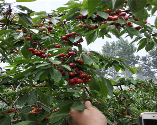 白草莓苗、白草莓苗哪里買