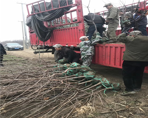 牛奶草莓苗，牛奶草莓苗價格，牛奶草莓苗基地