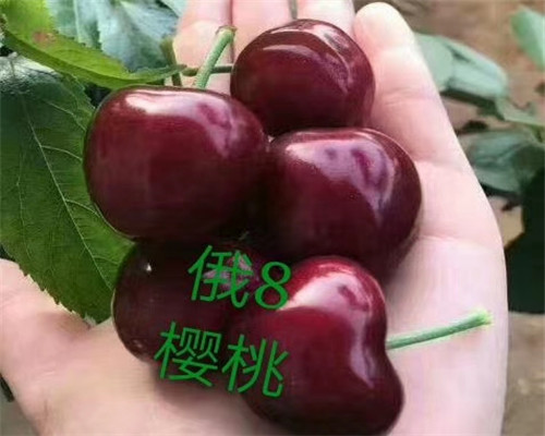 白草莓苗、白草莓苗哪里買
