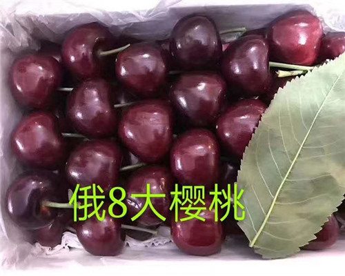 天仙醉草莓苗價格與報價、天仙醉草莓苗市場價格
