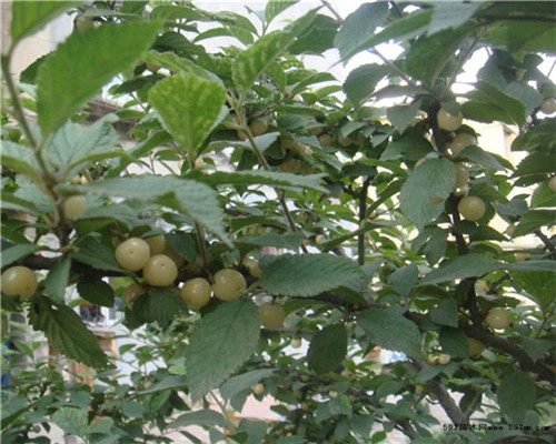 白草莓苗、白草莓苗哪里買