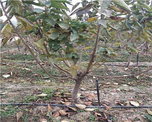 紅頰草莓苗價(jià)格、紅頰草莓苗價(jià)格及報(bào)價(jià)