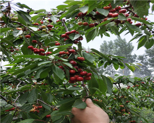 紅頰草莓苗價(jià)格、紅頰草莓苗價(jià)格及報(bào)價(jià)