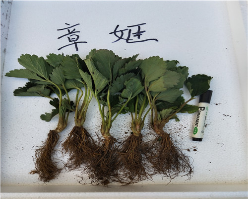 黑草莓苗每日价格、黑草莓苗价格多少钱一棵