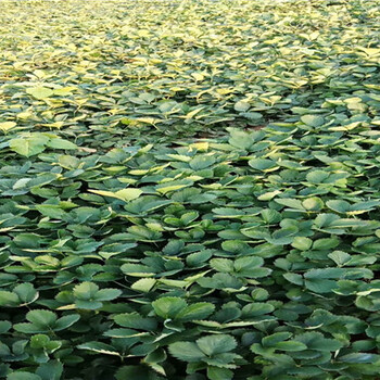 香蕉草莓苗、香蕉草莓苗出售价格