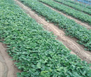 阿尔比草莓苗厂家价格，阿尔比草莓苗多少钱一棵图片