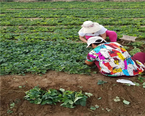 穴盘妙香草莓苗价格，穴盘妙香草莓苗基地