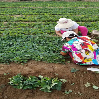 蒙特瑞草莓苗、蒙特瑞草莓苗价格多少钱一棵