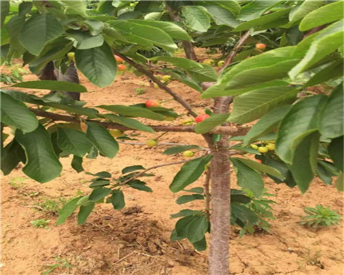 甜宝草莓苗、组培甜宝草莓苗基地