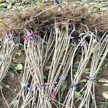 吉塞拉小苗基地價(jià)格、吉塞拉小苗價(jià)格及基地