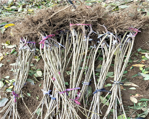 吉塞拉7號(hào)砧木苗價(jià)格及單價(jià)，吉塞拉7號(hào)砧木苗