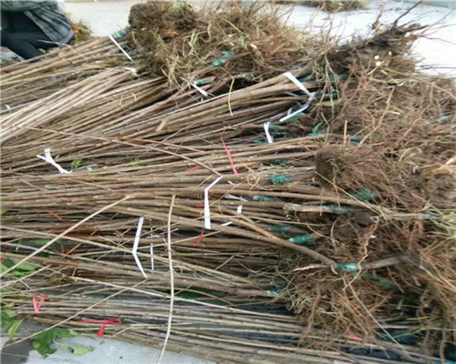 吉塞拉砧木苗基地價(jià)格、吉塞拉砧木苗多少錢一棵