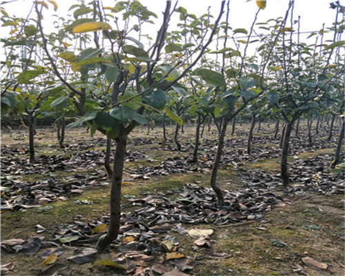 袖珍香梨树苗春季价格，2公分粗袖珍香梨树苗